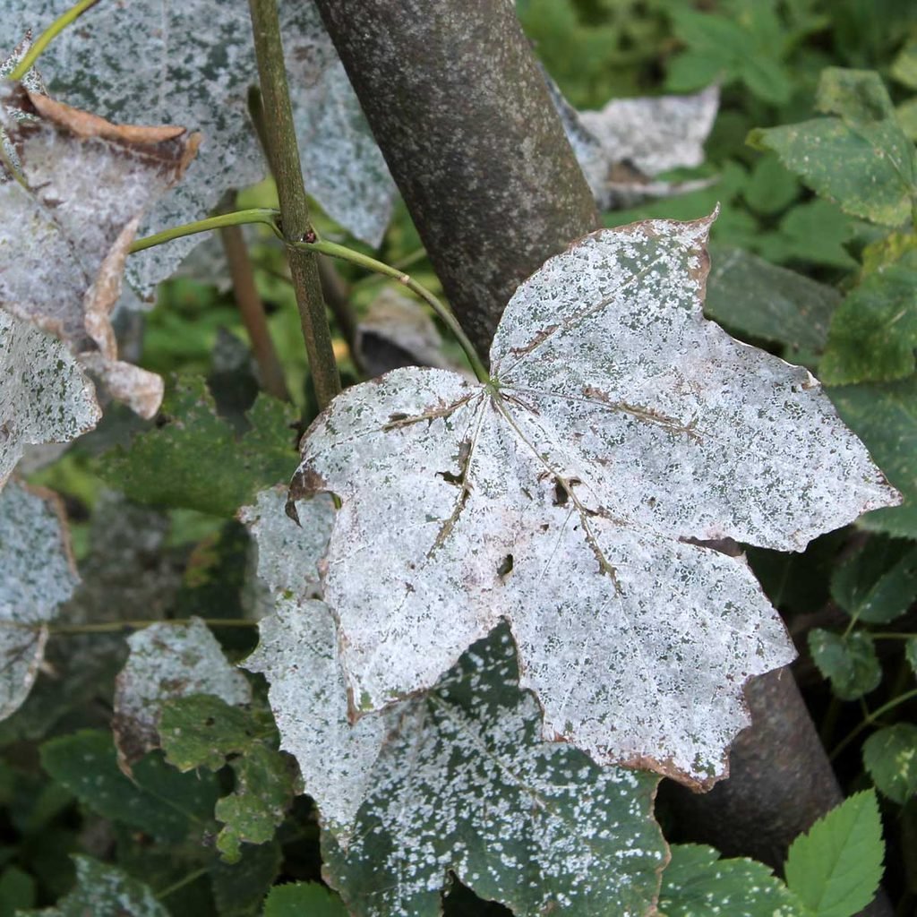 Plants humans poisonous most world deadly common