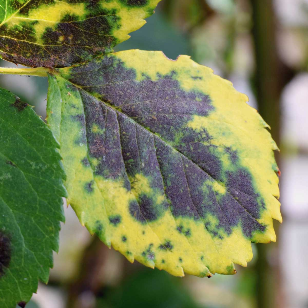 Welche Pflanzenkrankheiten sind durch Pilze verursacht?