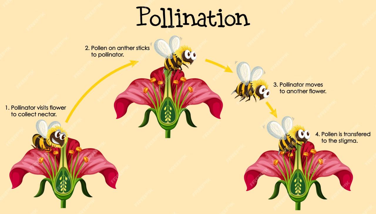 Pollination pollinators importance diynatural flowering affiliate