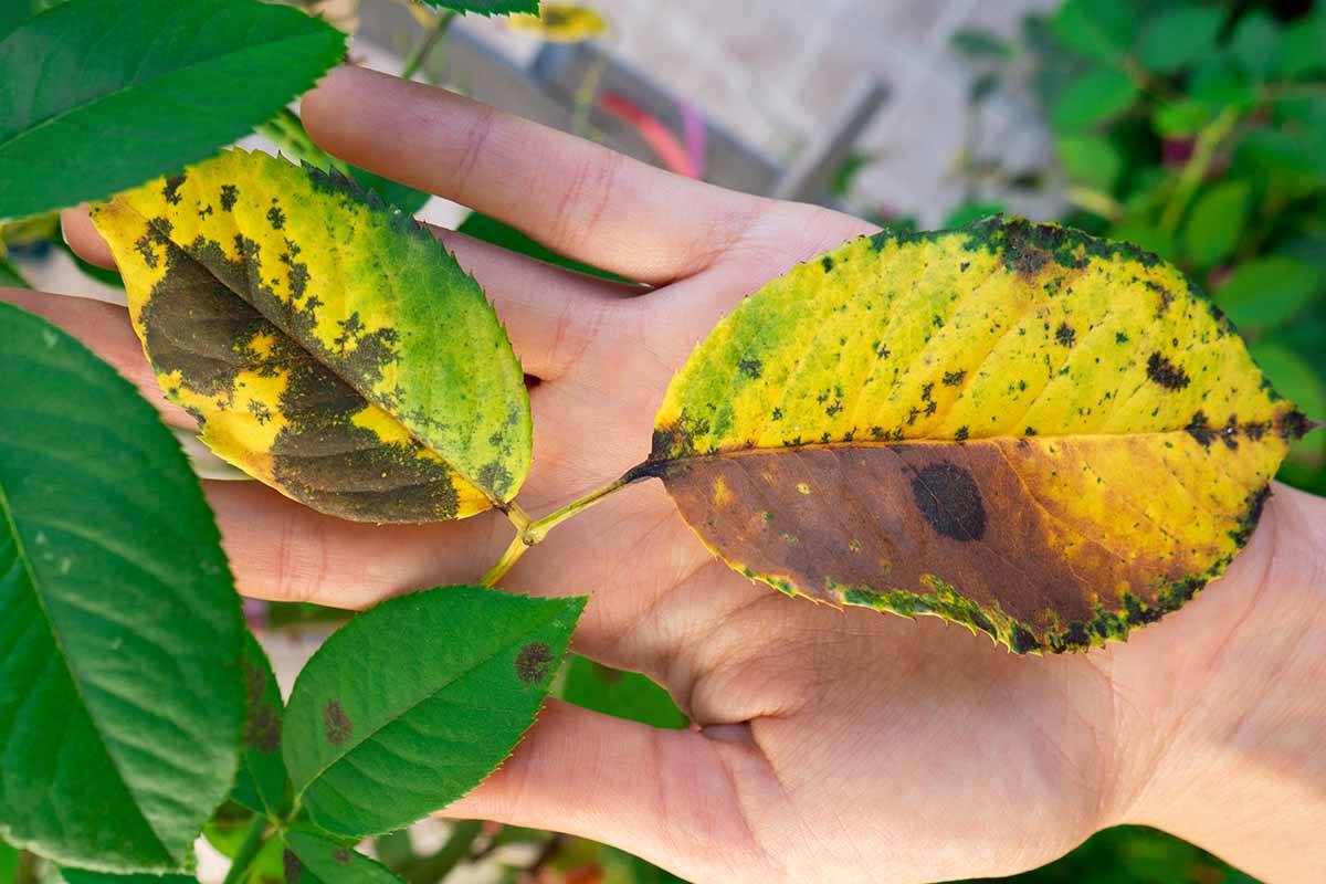 Plant disease diseases common vision computer detecting models medium naturallivingideas