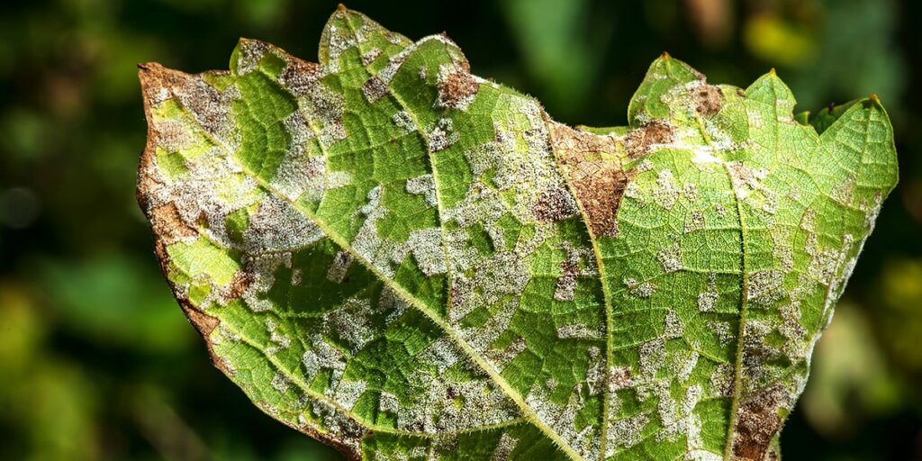 Shrubs powdery mildew oak treat wilt familyhandyman