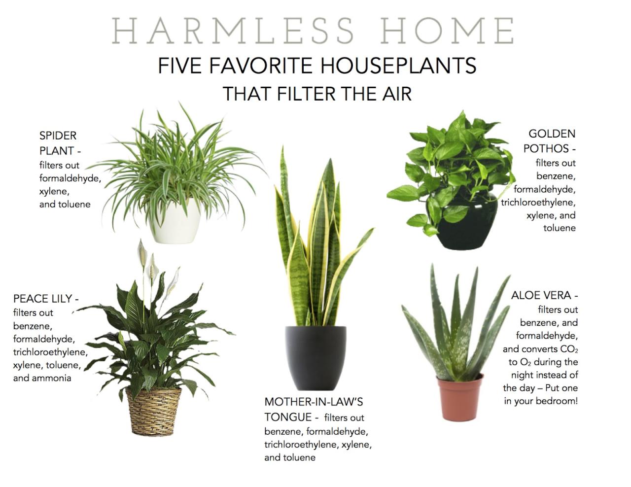 Houseplants purifying naturesnurtureblog epa considers